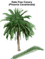 the date palm