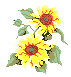 sunflowers grow tall and strong,like Marthe's spirit and courage