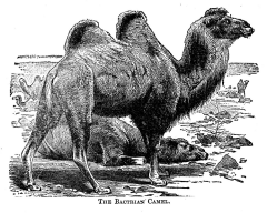 The Bactrian Camel