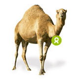 Buy me a camel!
