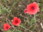 wild Flanders poppies (photograph: Eisden Mines)