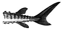 The Sturgeon's heterocercal tail