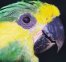 yellow-eared parrot