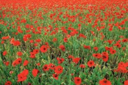 A field full of red poppies. [Resized - Original Item: 3020948.jpg © ClipArt.com]