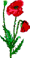 My poppy symbol
