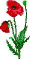 My Poppy Symbol